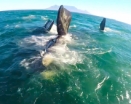 KITEBOARDING WITH WHALES